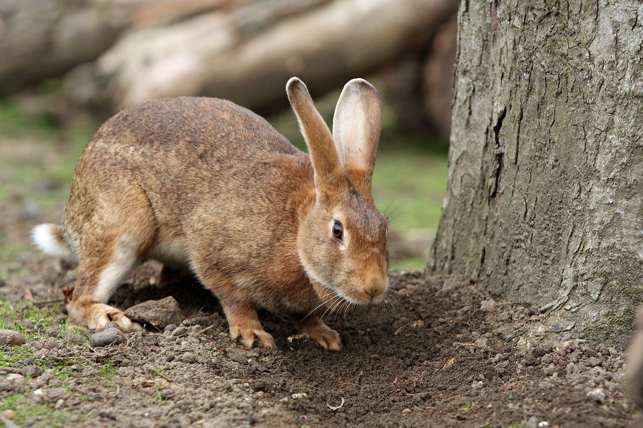 How To Prevent Rabbits From Eating Plants CLC Landscape Design