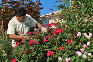 Landscape Services Pruning Roses