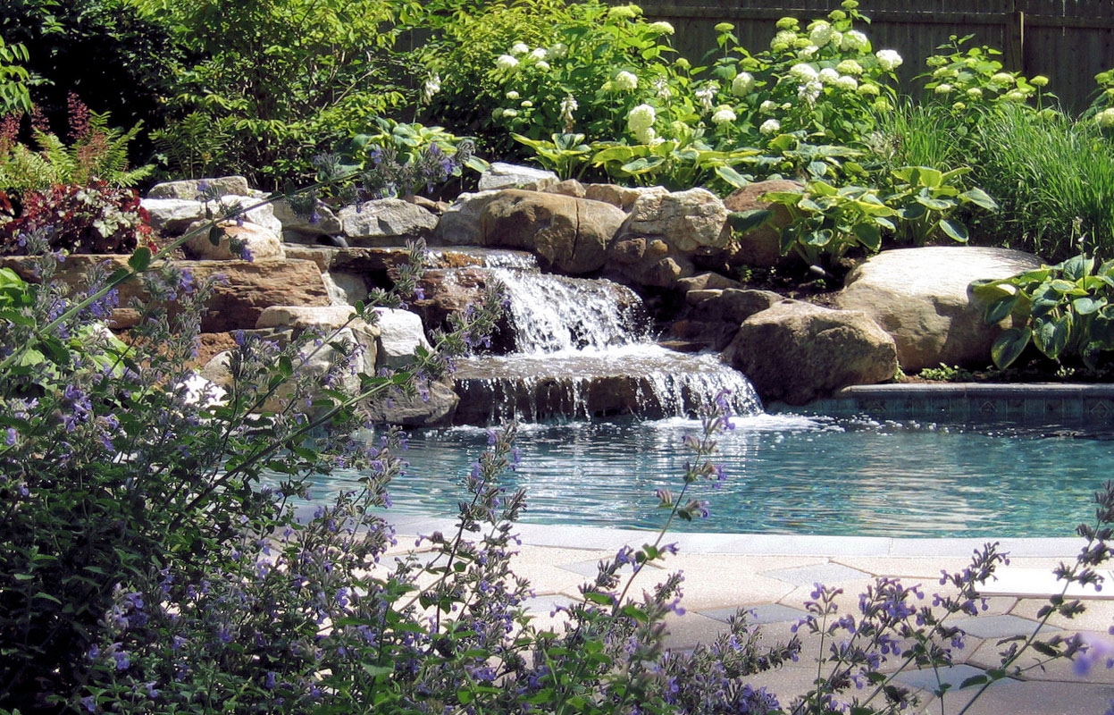 Catmint in Foreground with Pool Waterfall in Background - NJ