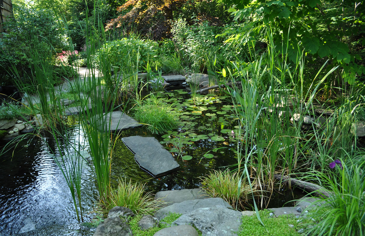 stepping stones in pond