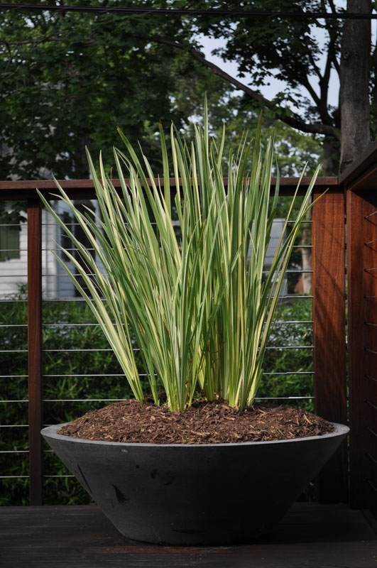 container planting with variegated iris