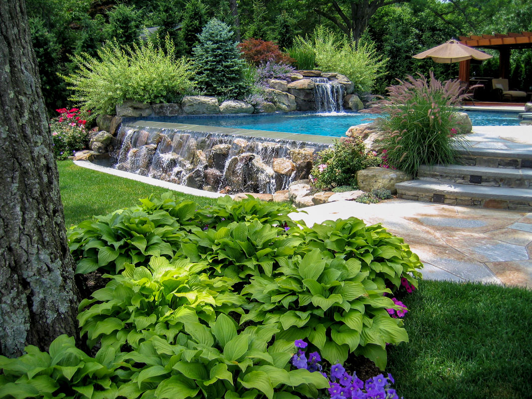 fragrant hosta in pool landscaping