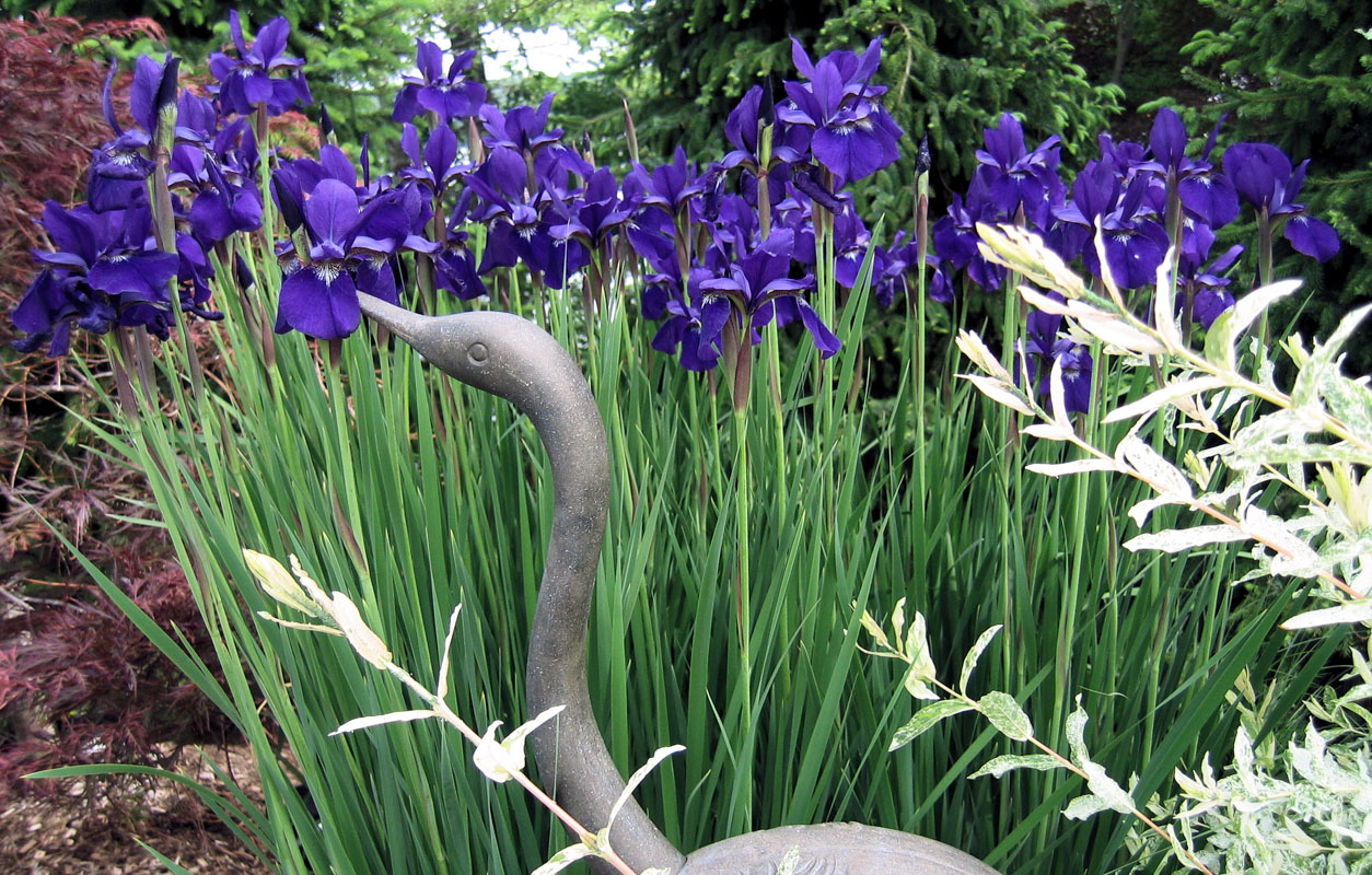 caesar's brother iris used in pool landscaping - nj