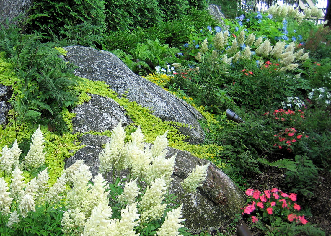 shade garden, astilbe, ferns, and hydrangea - nj