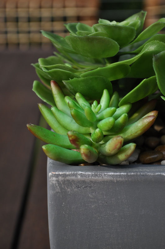 succulent in planter on deck table - north jersey