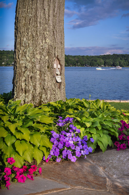 petunias, fragrant hosta, planting design on greenwood lake