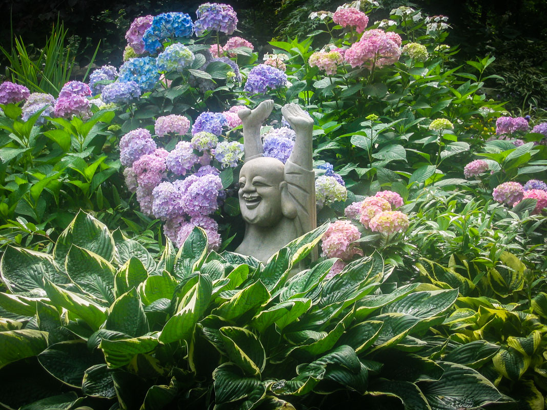 hydrangea framing statue used as garden art