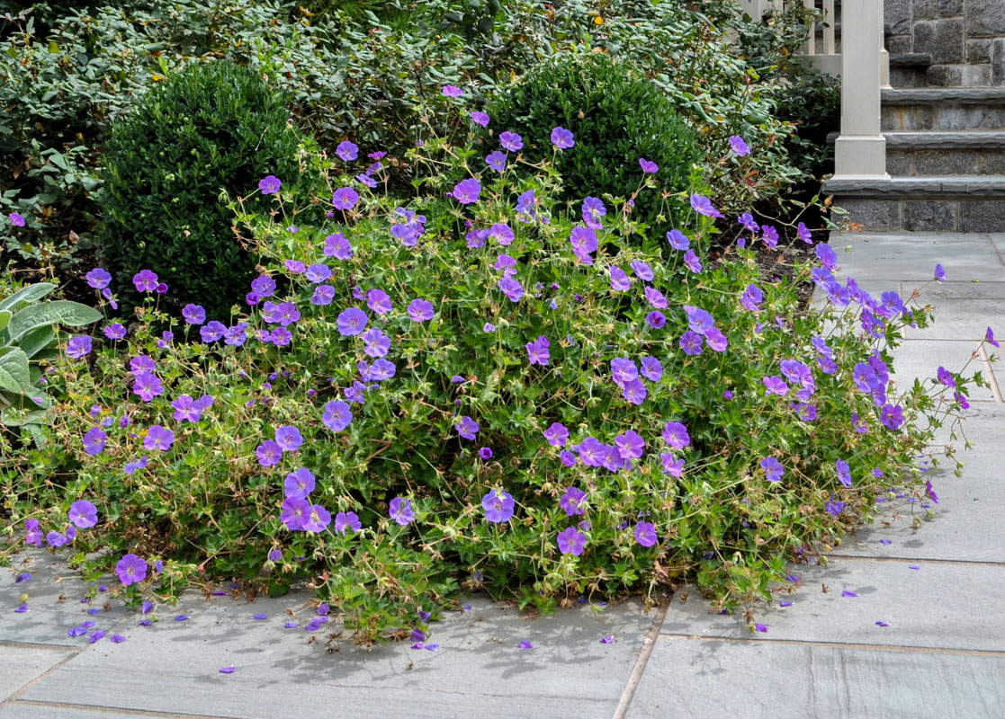 rozanne geranium, purple flower, walkway planting design