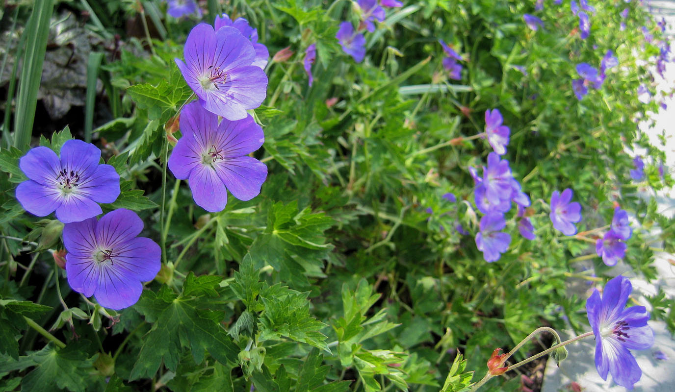 geanium, closeup flower photo