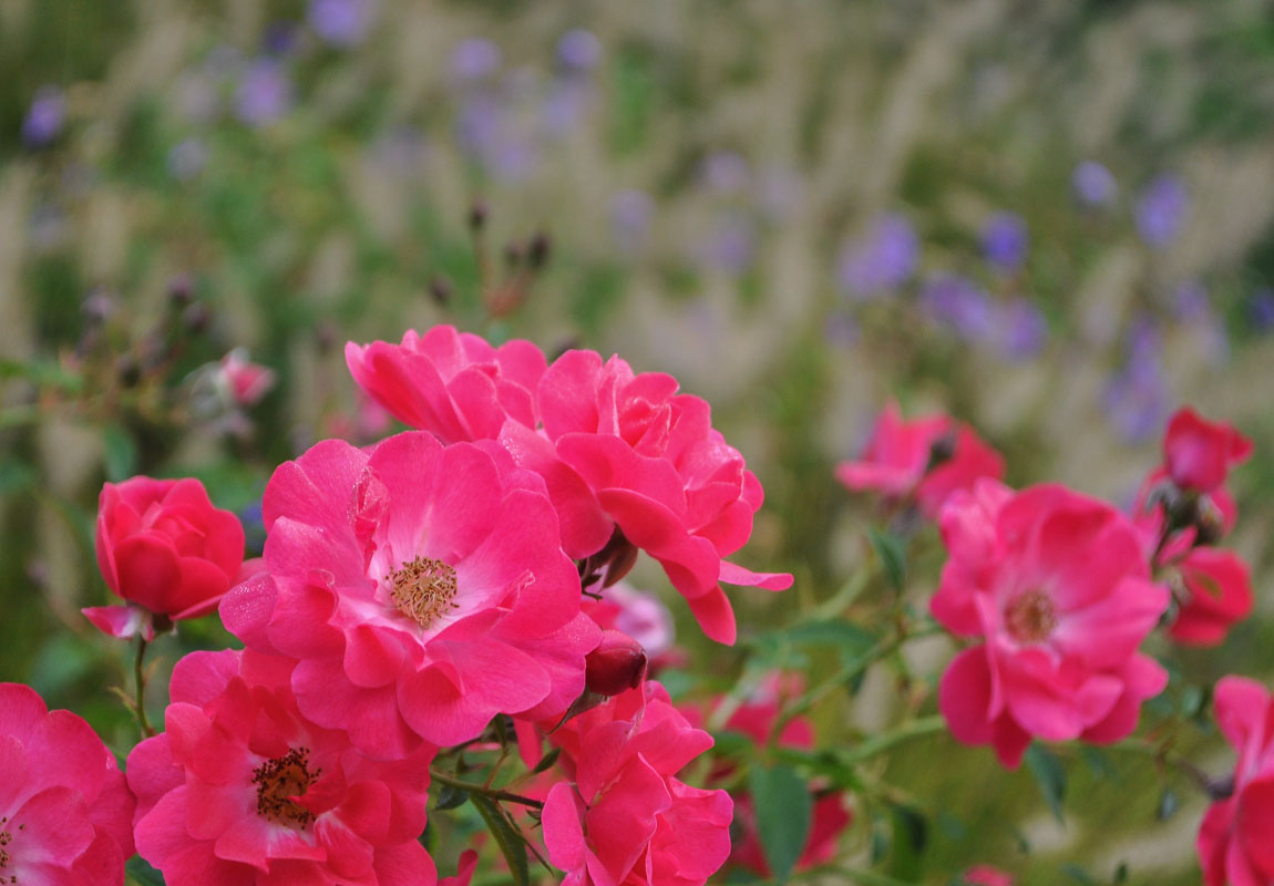 colorful garden design, pink rose