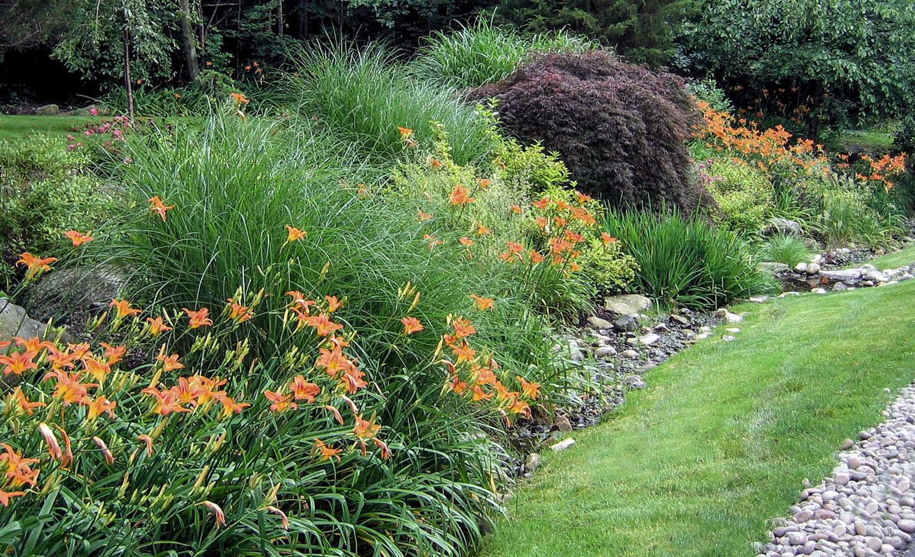 orange daylily, nj planting design