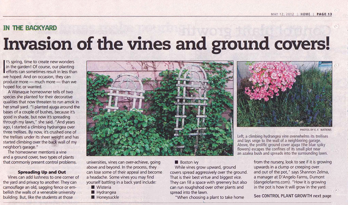 The Record - Dealing With Vines & Ground Covers (page 1)