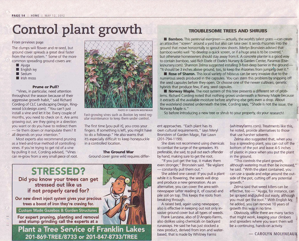 The Record - Dealing With Vines & Ground Covers (page 2)