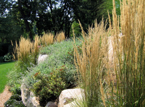 Deer Resistant Ornamental Grass Plants