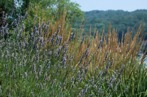 Deer Resistant Lavender Plant