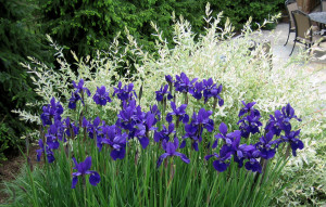 Deer Resistant Purple Irises