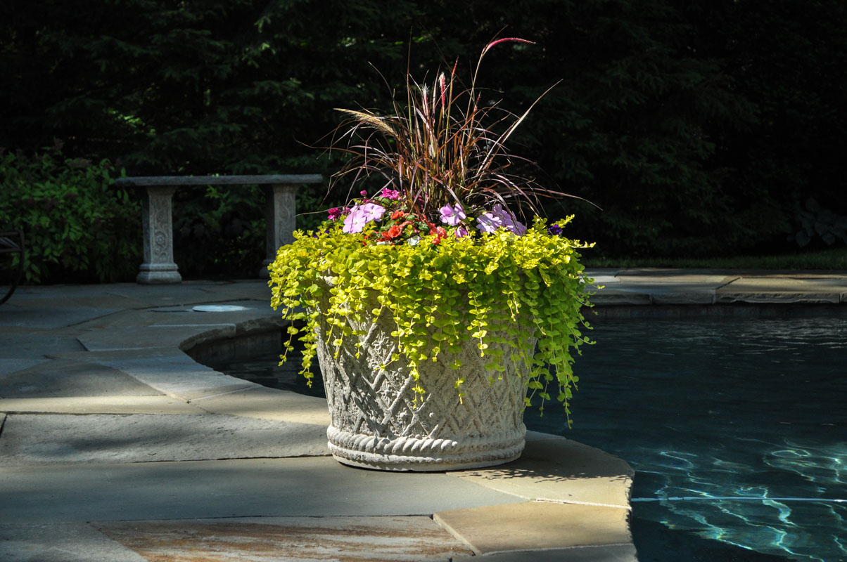 container plant on pool patio