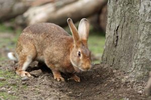 prevent rabbits eating plants
