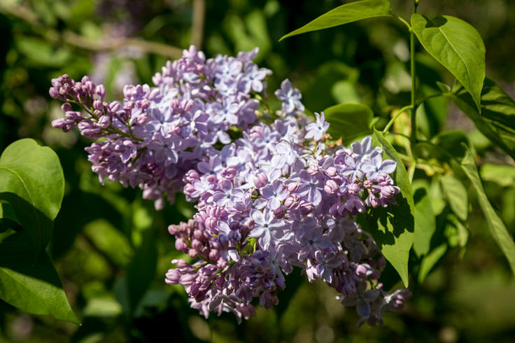 Lilacs at the New Jersey Botanical Gardens | NJ Landscape Tips