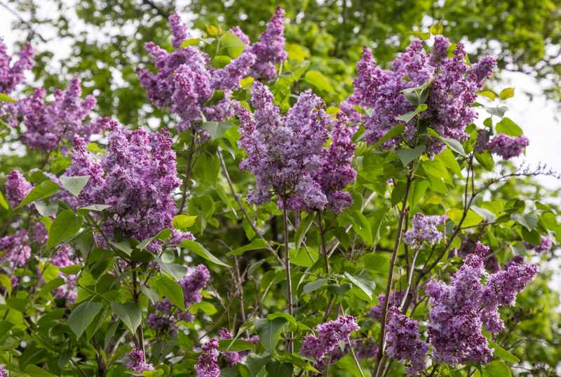 lilacs-in-new-jersey-botanical-garden-1