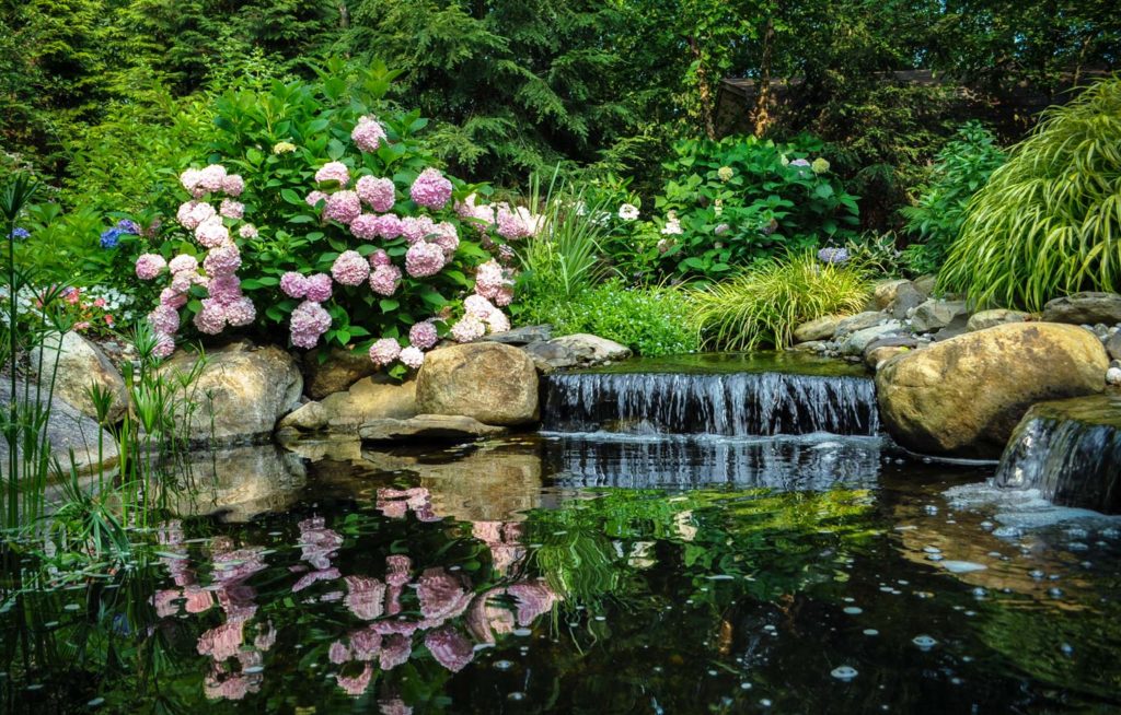 small waterfall in water garden, surrounded by hydrangea and hakone grass - north jersey