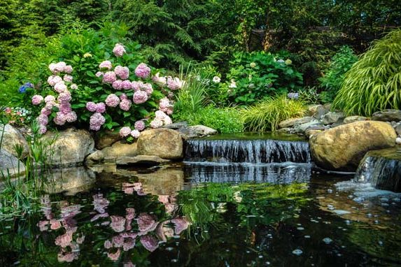 small waterfall in water garden, surrounded by hydrangea and hakone grass - north jersey