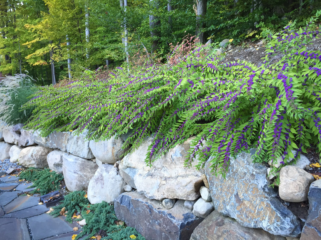 boulder retaining walls with purple flowers