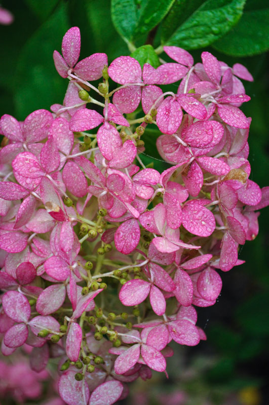 pink hydrangea with dew drops, wayne nj landscape