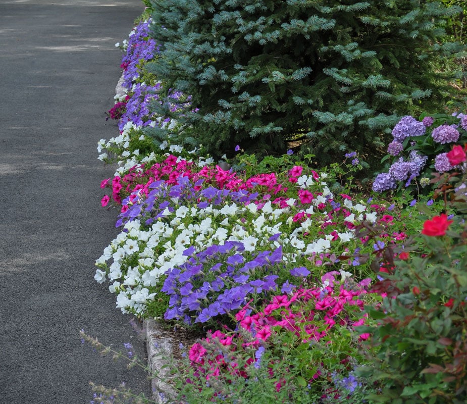 Colorful petunias and flowering shrubs lining a paved driveway in a professionally landscaped New Jersey garden.