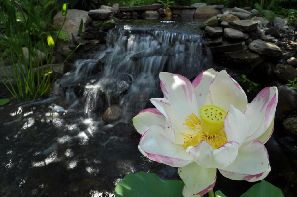 Close-up of a lotus flower beside a tranquil backyard waterfall in a lush garden landscape.
