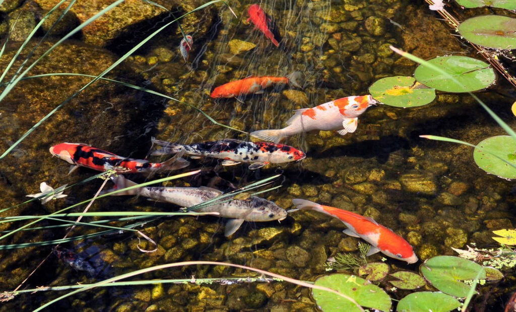 Hidden woodland escape in Ringwood—meandering stream, cascading waterfall, koi pond fringed by dense greenery, stepping stones leading to a secret garden nook.