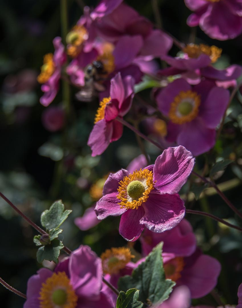 Layered plantings and floral borders by CLC NJ