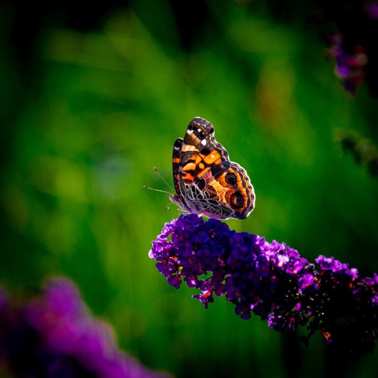 Seasonal plantings and perennial garden by CLC