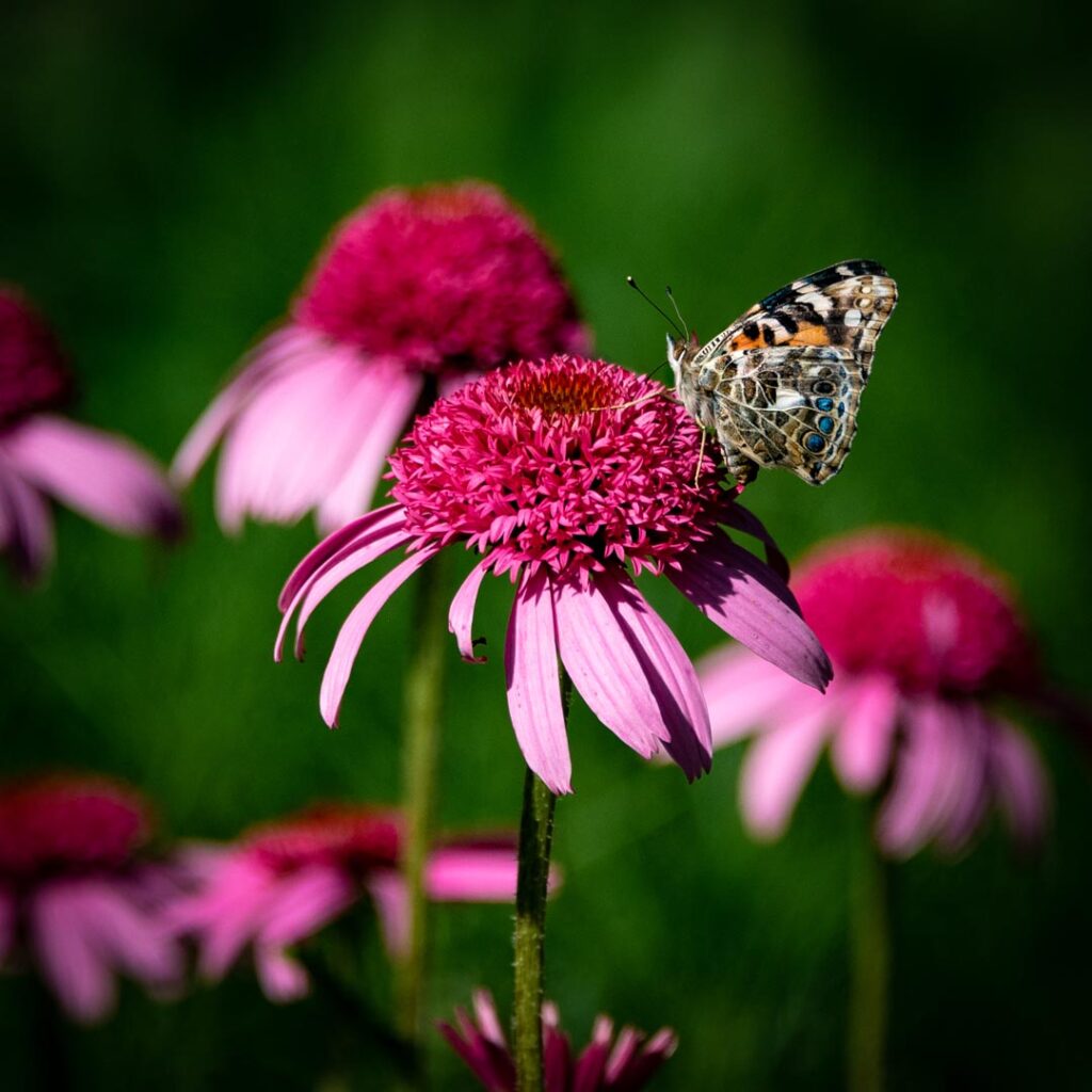 Backyard clc landscape design landscapers