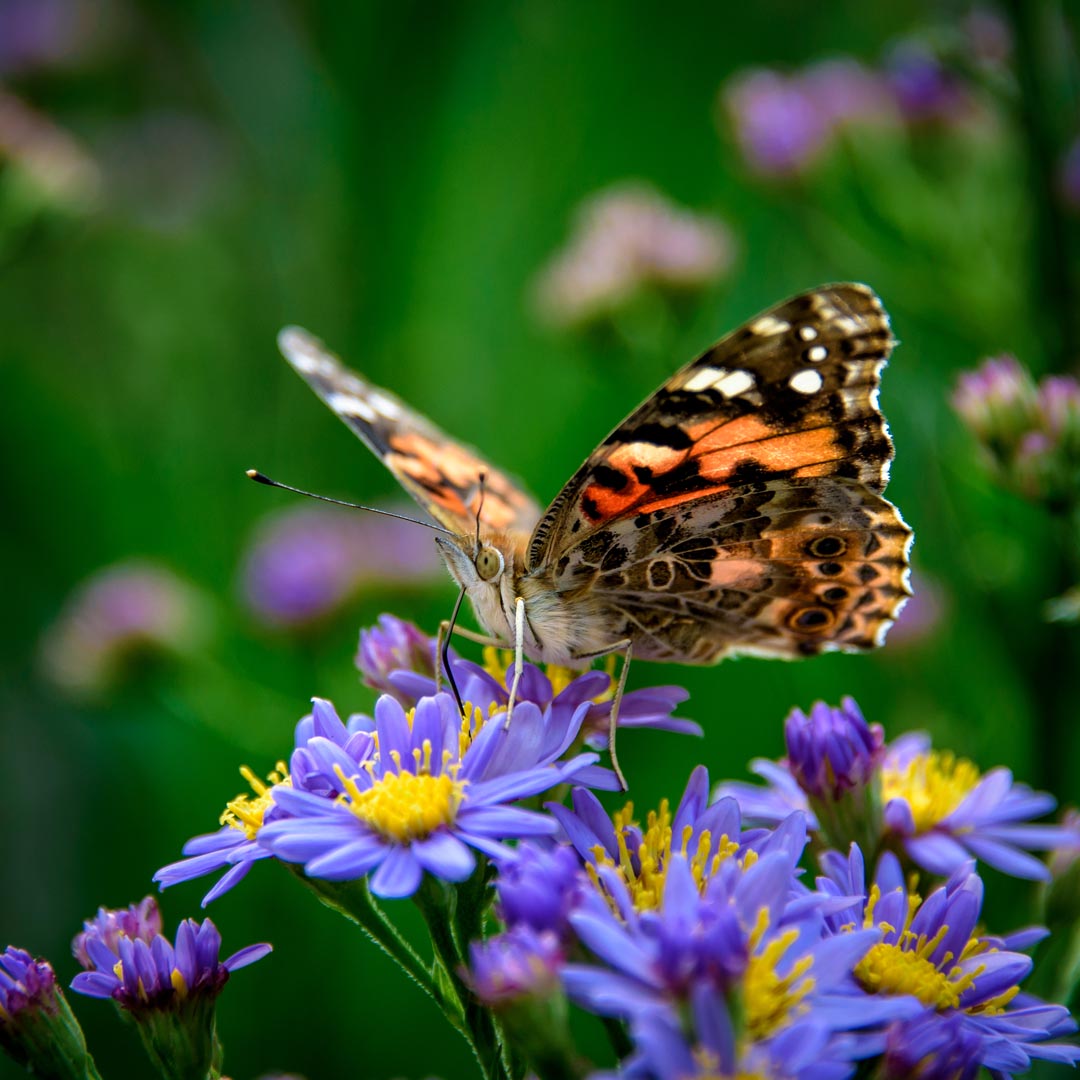 Pollinator flowers clc landscape