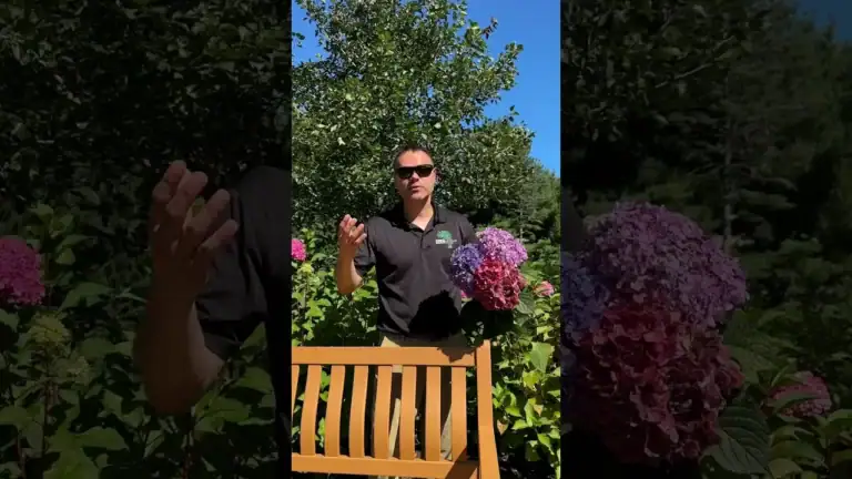 Video: BloomStruck hydrangea with vivid blue-purple mophead blooms and red stems — Hydrangea series by CLC Landscape Design, Ringwood NJ