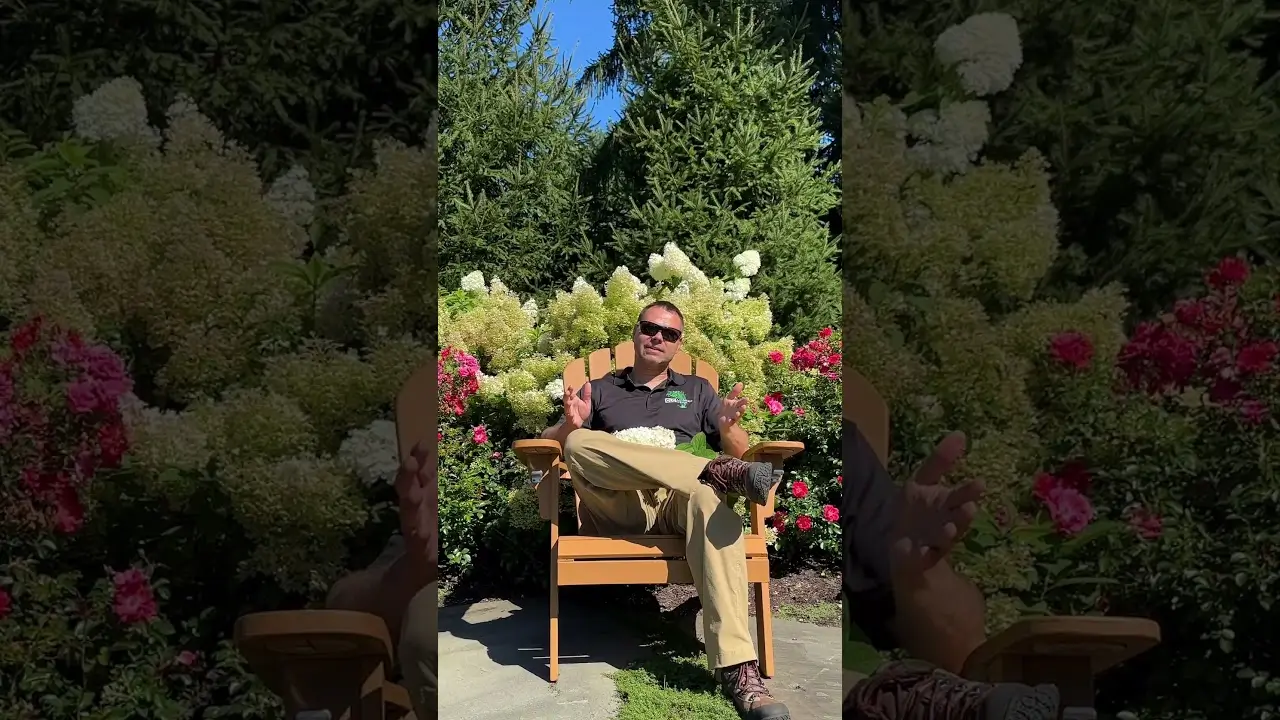 Video: Bobo dwarf hydrangea completely covered in white flower panicles — Hydrangea series by CLC Landscape Design, Ringwood NJ
