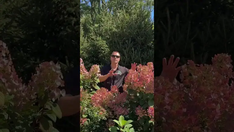 Video: Little Quick Fire dwarf hydrangea with white blooms turning pink-red — Hydrangea series by CLC Landscape Design, Ringwood NJ