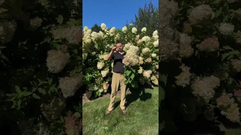 Video: Phantom hydrangea with huge white cone-shaped blooms — Hydrangea series by CLC Landscape Design, Ringwood NJ