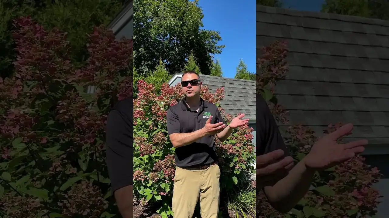 Video: Quick Fire hydrangea with early white blooms aging to deep pink-red — Hydrangea series by CLC Landscape Design, Ringwood NJ