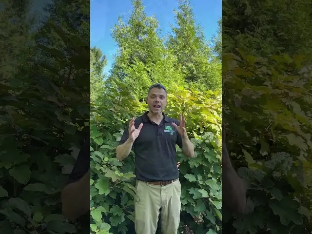 Video: Snowflake oakleaf hydrangea with long double white flower panicles — Hydrangea series by CLC Landscape Design, Ringwood NJ
